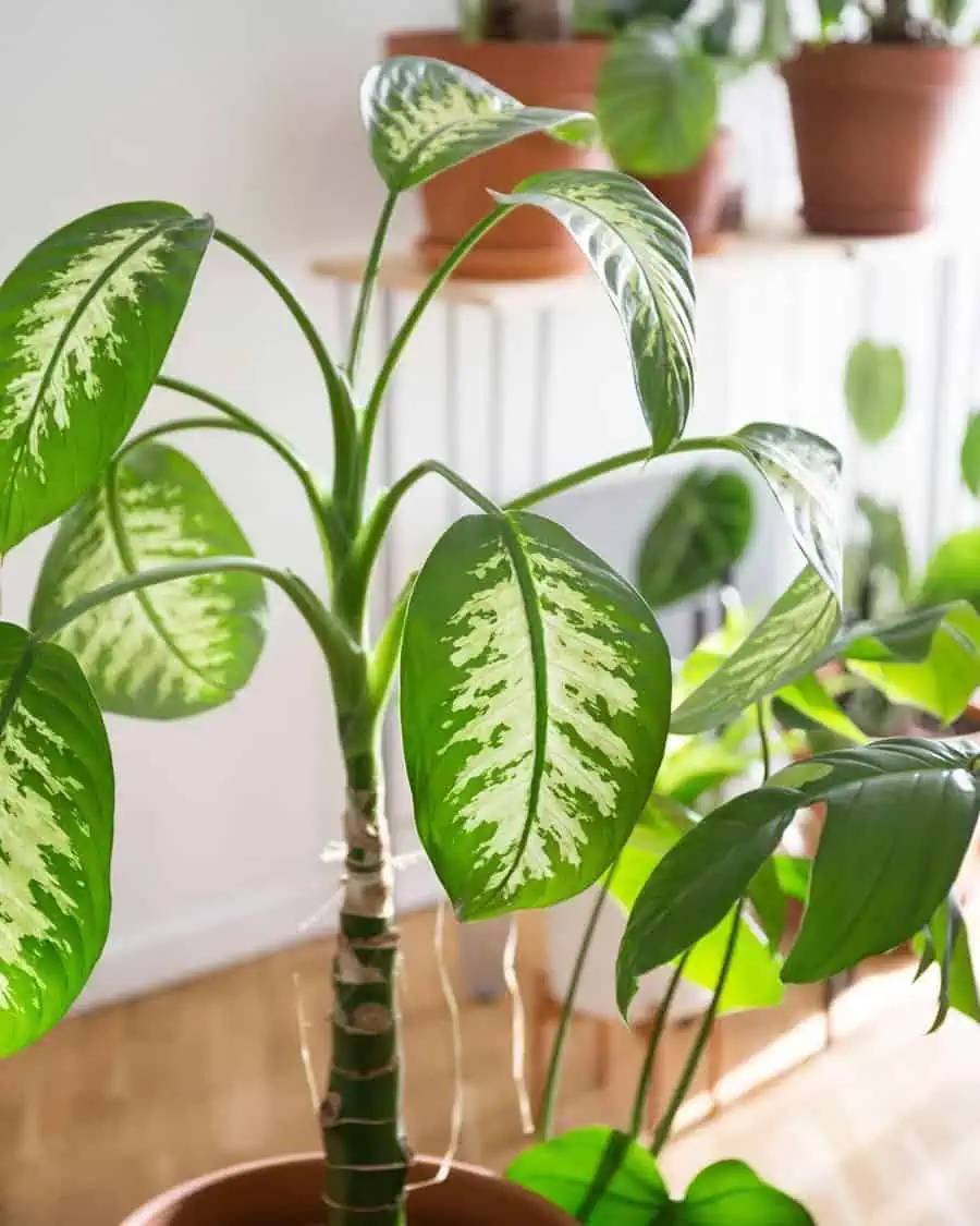 Dumb Cane Bathroom Plant