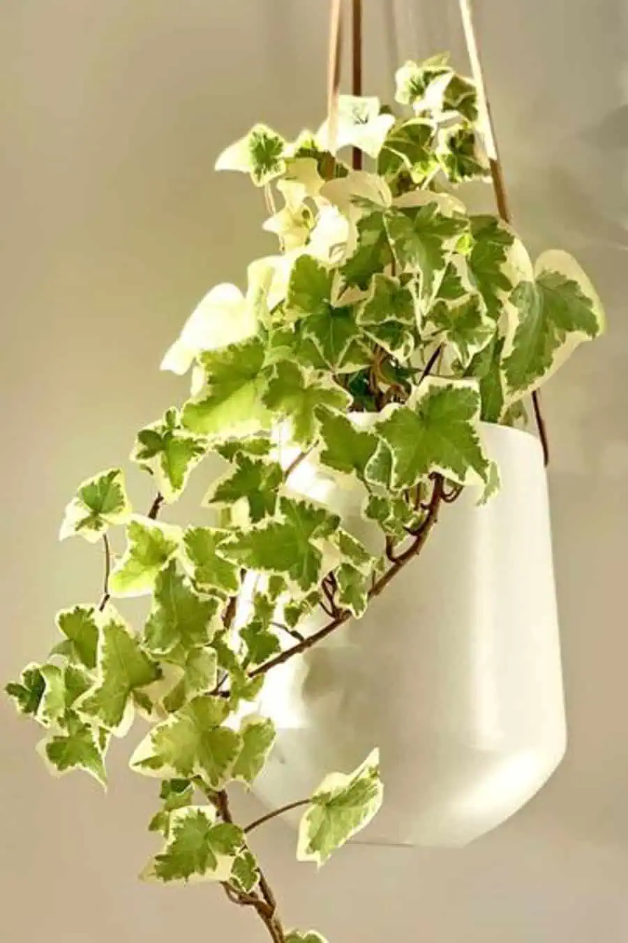 Hanging planter with cascading English ivy featuring variegated green and white leaves.