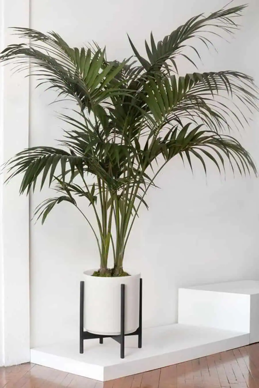 Kentia palm in a modern white planter with a black stand placed in a minimalist indoor space.