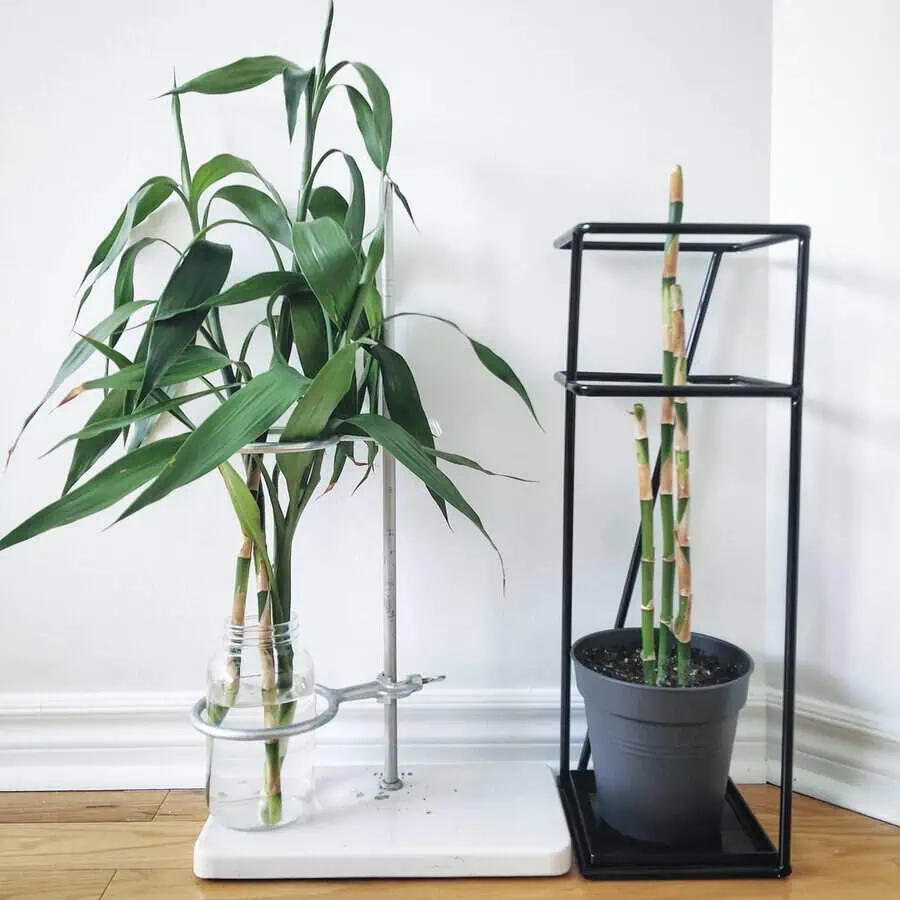 Two lucky bamboo plants, one in a glass jar with water and the other in a black pot on a stand.