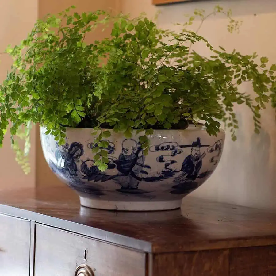 Maidenhair fern in a decorative blue and white ceramic bowl placed on a wooden dresser.