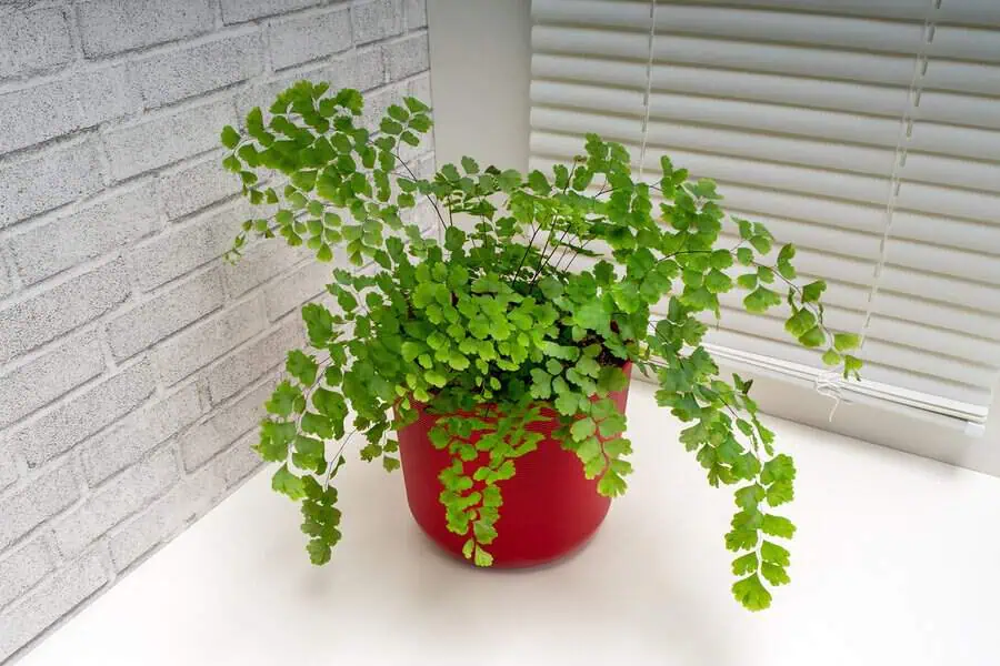 Maidenhair fern in a bright red pot placed on a white surface near a window with blinds.