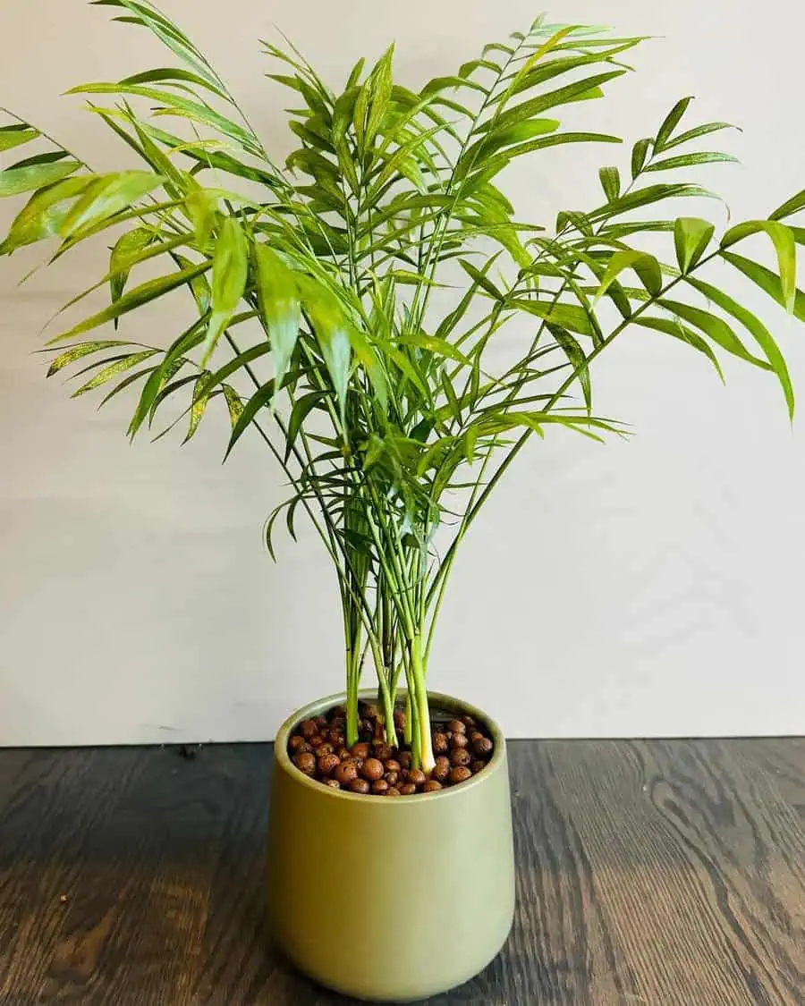 Parlor palm plant in a minimalist green pot with clay pebbles on a dark wooden surface.