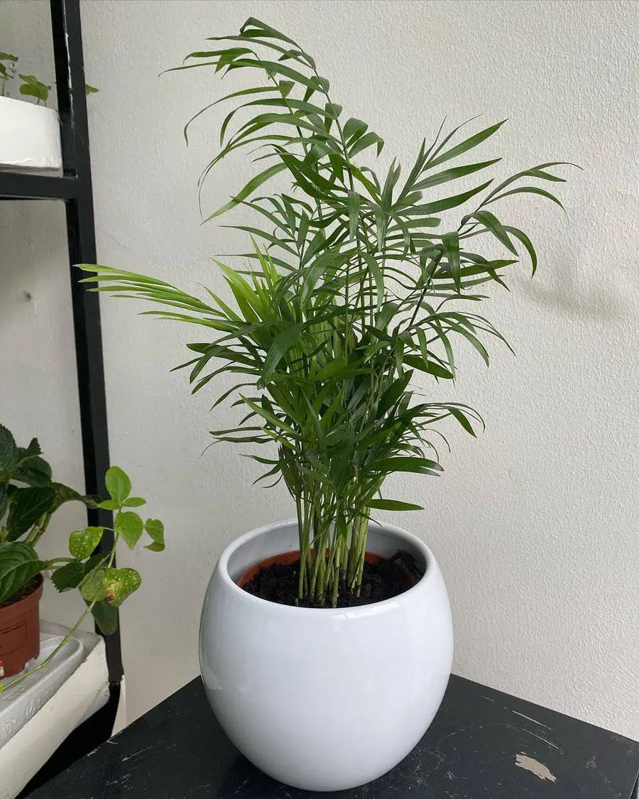 Parlor palm in a sleek white ceramic pot placed on a black surface next to other small plants.