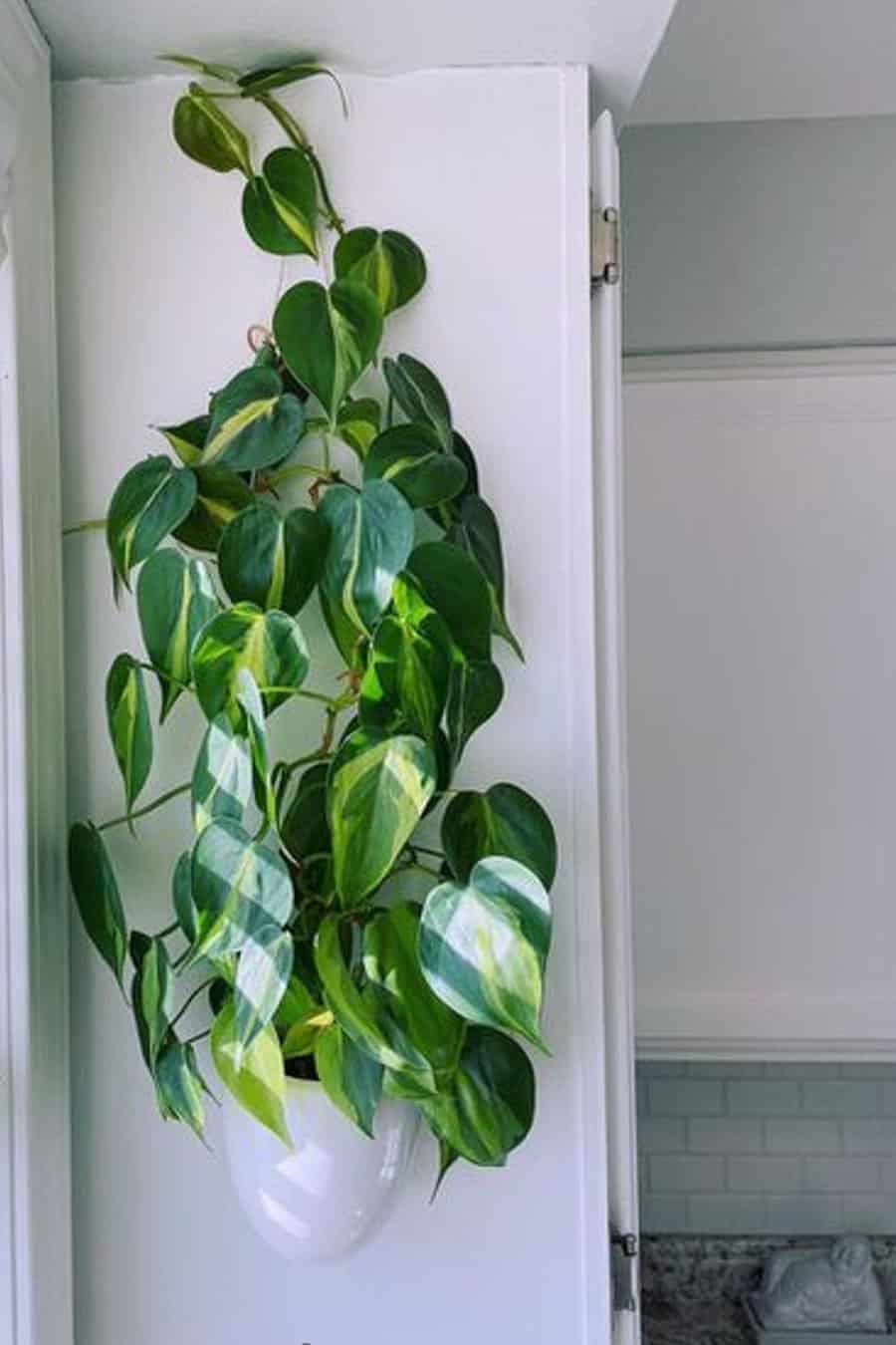 Wall-mounted Philodendron Brasil plant in a white ceramic pot in a bright bathroom corner.