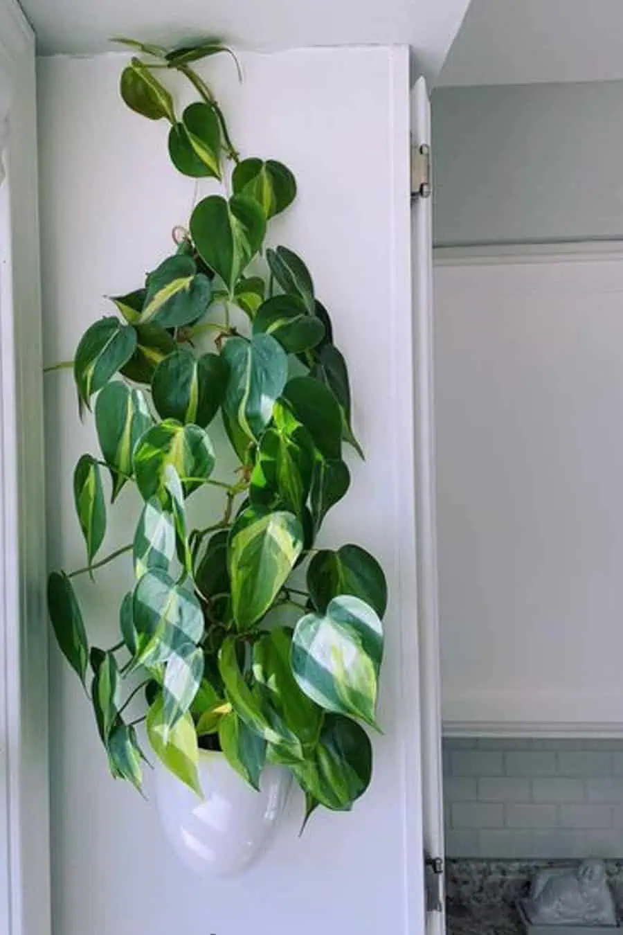 Wall-mounted Philodendron Brasil plant in a white ceramic pot in a bright bathroom corner.