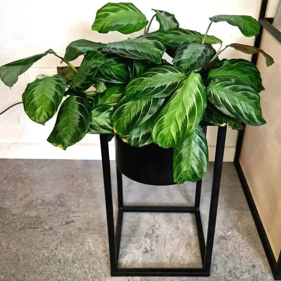 Prayer plant with lush green leaves in a black planter on a minimalist metal stand.