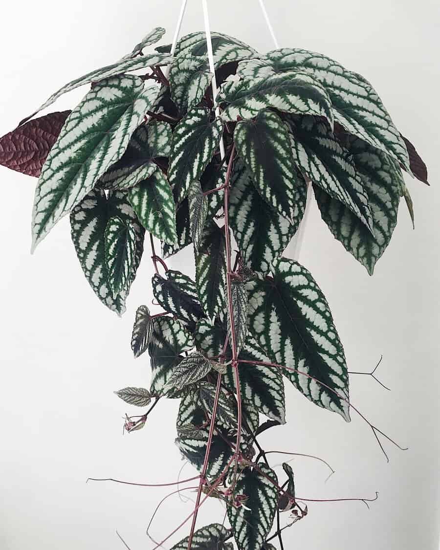 Hanging Rex Begonia plant with striking patterned leaves in shades of green and silver.