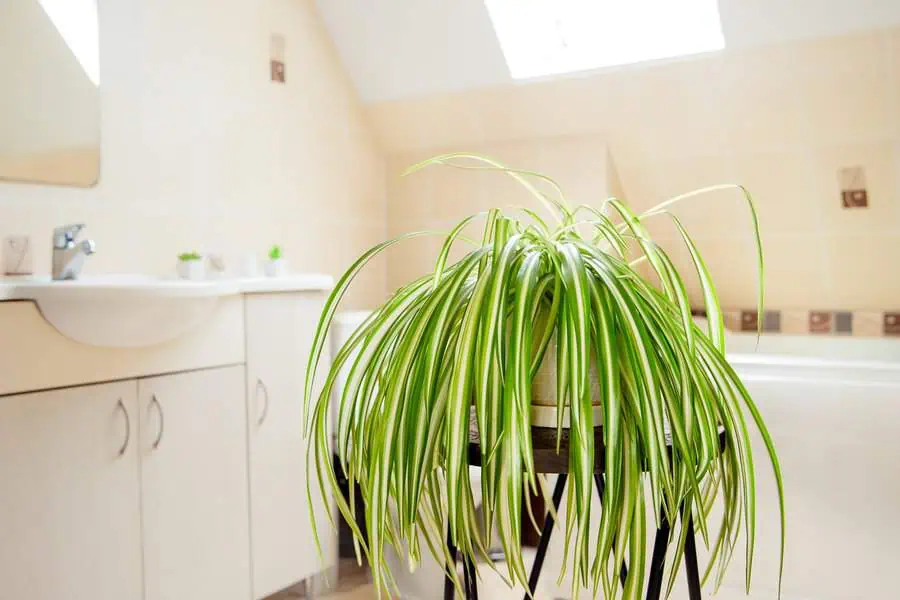 Bright bathroom with a vibrant spider plant on a stand near the bathtub and sink area.