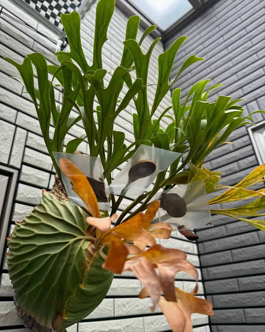 Green staghorn fern with brown fronds growing on a wall under a skylight in a tiled space.