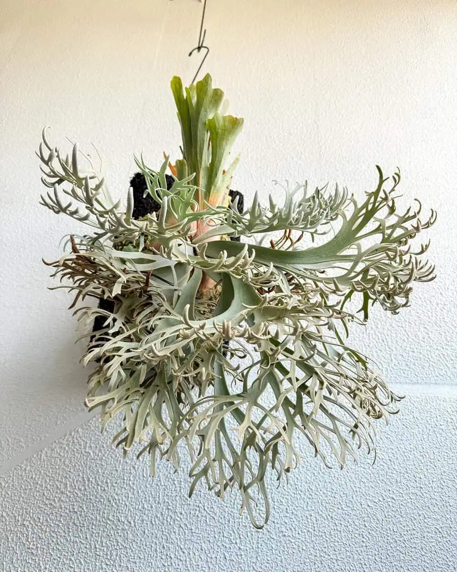 Hanging staghorn fern with silver-green fronds mounted on a black base against a white wall.