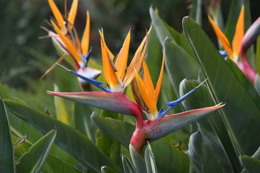 Bird of paradise flowers with vibrant orange and blue petals, symbolizing freedom and exotic beauty.