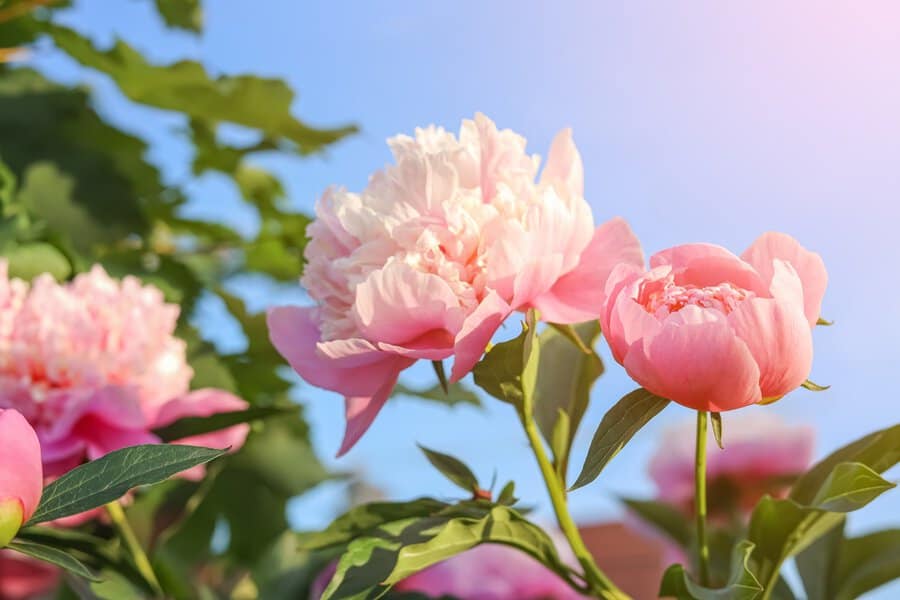 Pink peonies with layered petals in full bloom, symbolizing romance and prosperity.