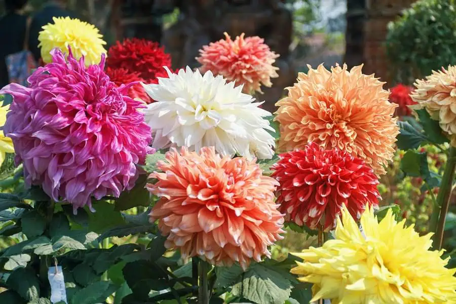 Dahlias in vibrant shades of pink, white, orange, yellow, and red, symbolizing elegance and creativity.