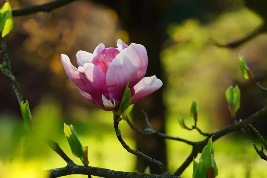 Pink magnolia flower in full bloom, symbolizing grace and dignity, on a delicate branch.