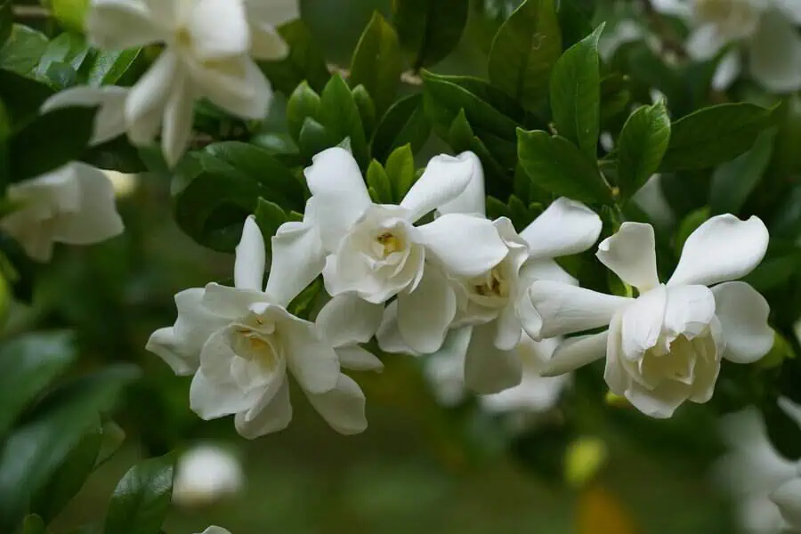 White gardenia flowers with delicate petals, symbolizing purity and elegance, surrounded by lush green leaves.