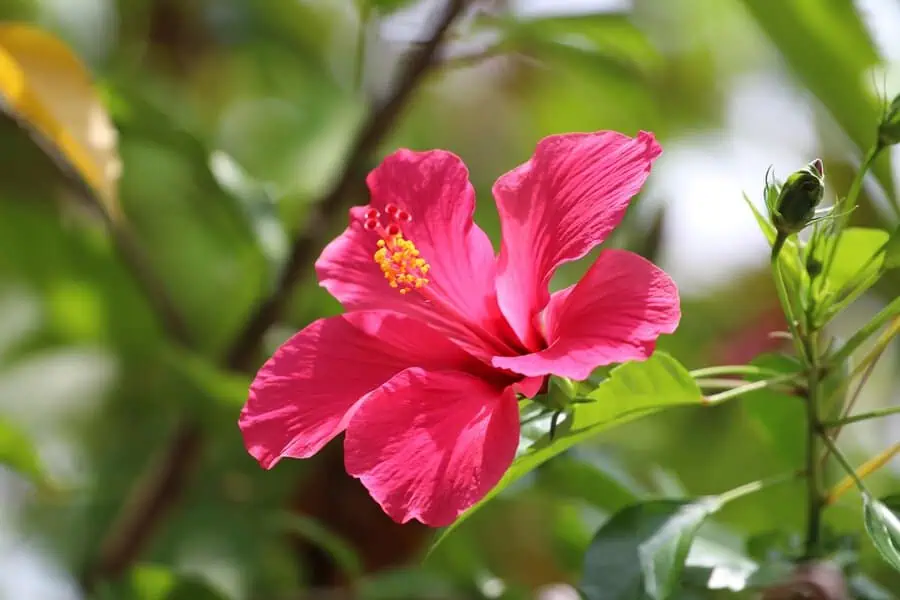 Bright pink hibiscus flower with a yellow stamen, symbolizing delicate beauty and tropical charm.