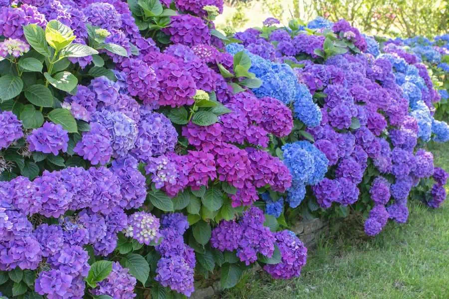 Hydrangeas in vibrant shades of purple and blue, symbolizing grace and heartfelt emotions.