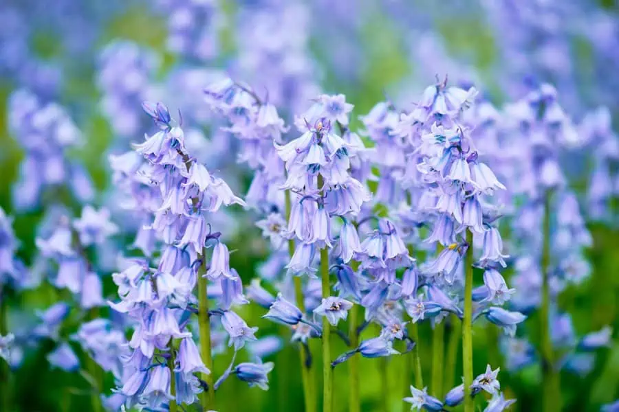 Bluebell flowers with delicate bell-shaped blooms, symbolizing humility and gratitude.