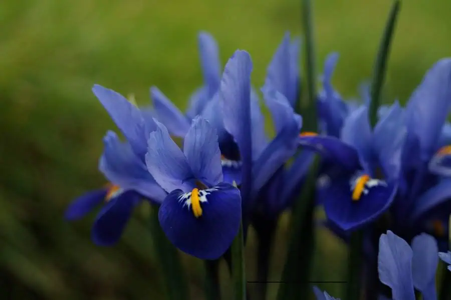 Vibrant blue iris flowers with yellow accents, symbolizing faith, hope, and wisdom.