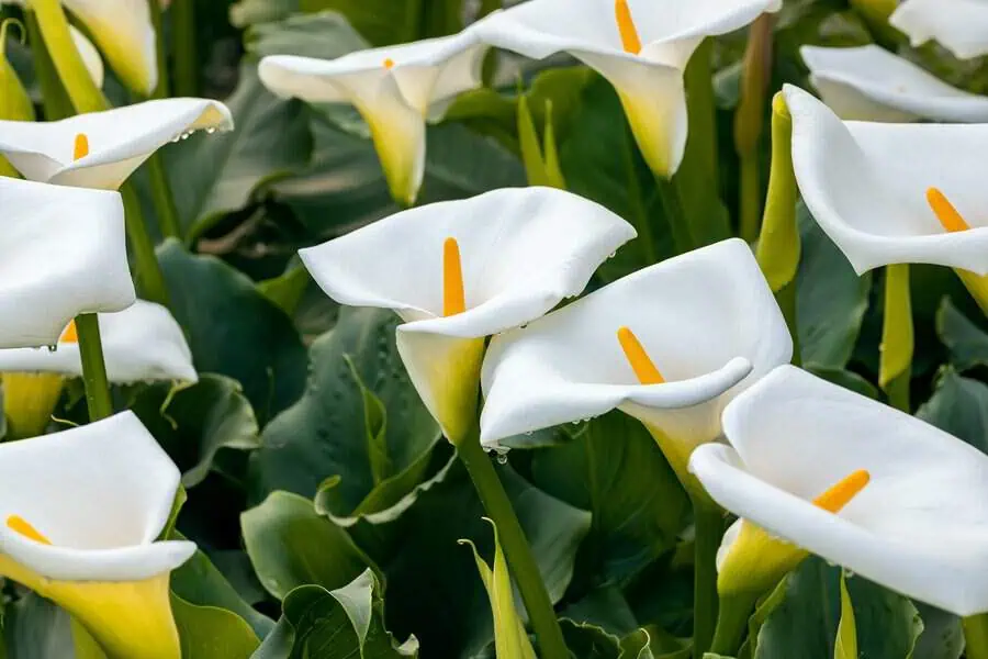 White calla lilies with elegant trumpet-shaped blooms, symbolizing purity and rebirth.