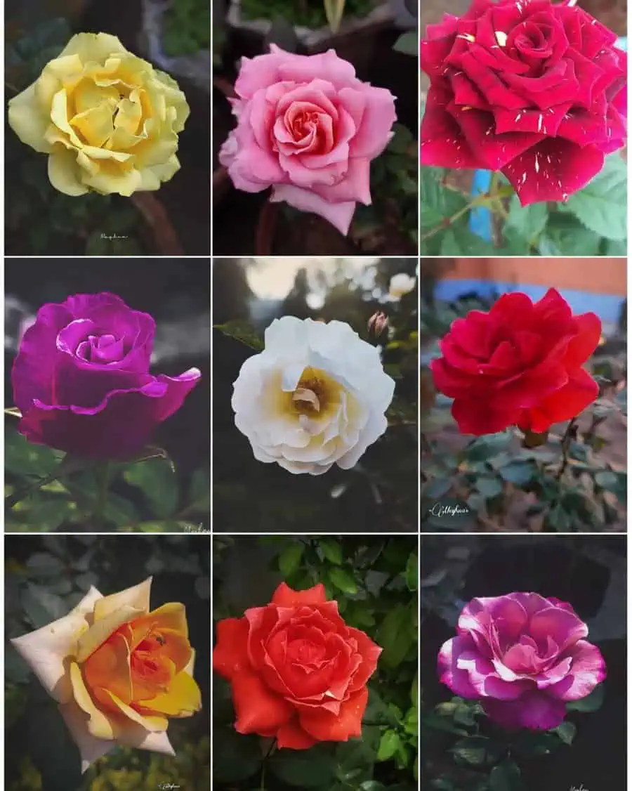 Collection of roses in various colors, including yellow, pink, red, white, purple, and orange, symbolizing beauty and diversity in nature.