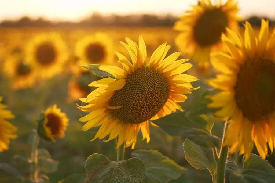 Sunflowers in a golden field, their bright yellow petals symbolizing warmth and happiness.