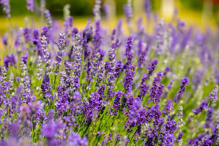 Lavender fields in full bloom, showcasing vibrant purple flowers symbolizing serenity and calm.