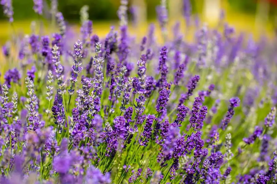 Lavender fields in full bloom, showcasing vibrant purple flowers symbolizing serenity and calm.