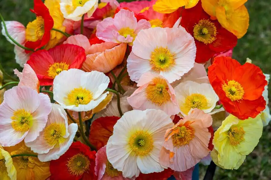 Vibrant poppies in shades of red, orange, yellow, and pink, symbolizing remembrance and beauty.