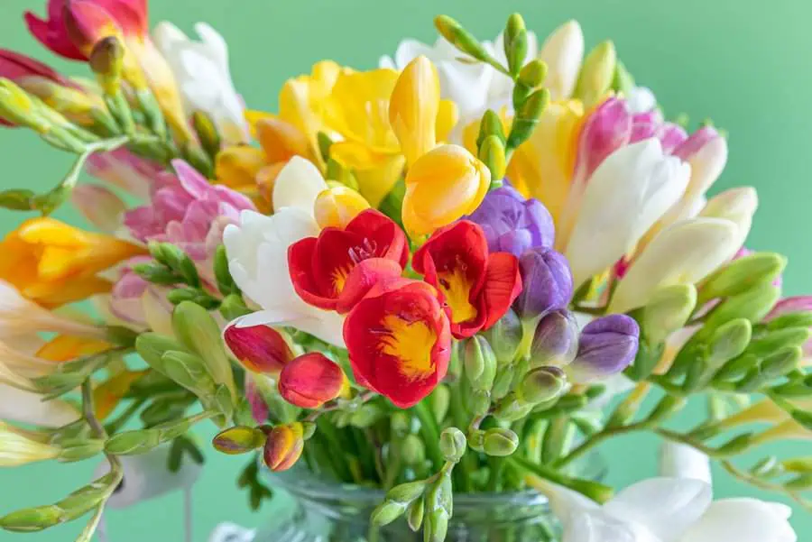 A vibrant arrangement of freesias in red, yellow, white, and purple hues, showcasing their delicate petals and natural charm.