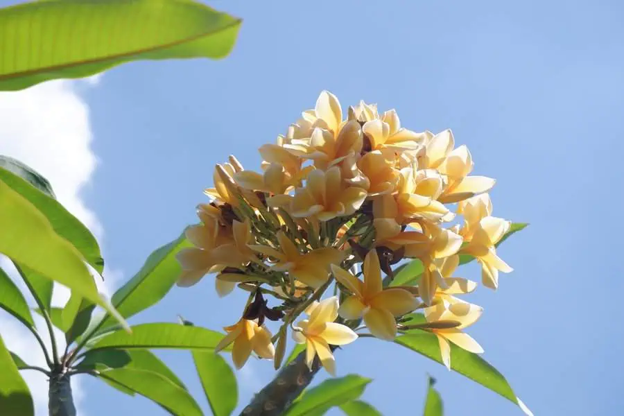 A cluster of yellow frangipani flowers glowing against the blue sky, their petals radiating a soft, golden hue.