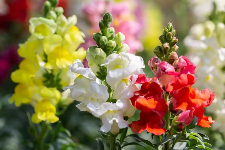 Snapdragons are colorful, tube-shaped flowers resembling tiny dragon heads.