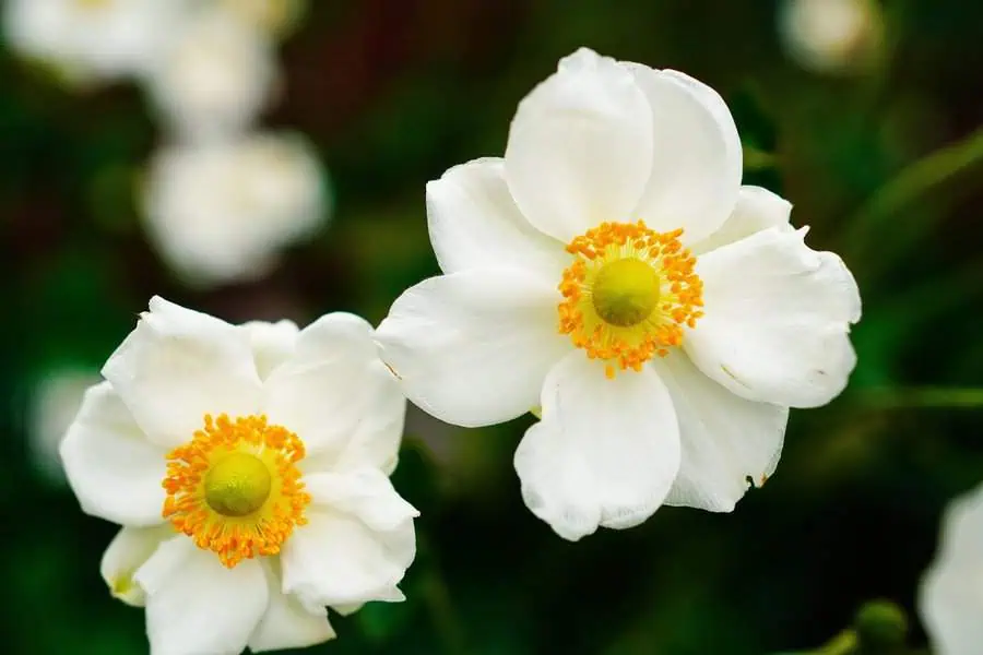 White anemones with bright yellow centers radiate charm and elegance in any garden.