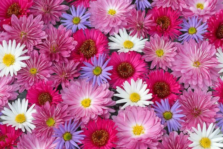 A vibrant mix of pink, purple, and white asters creates a cheerful display.