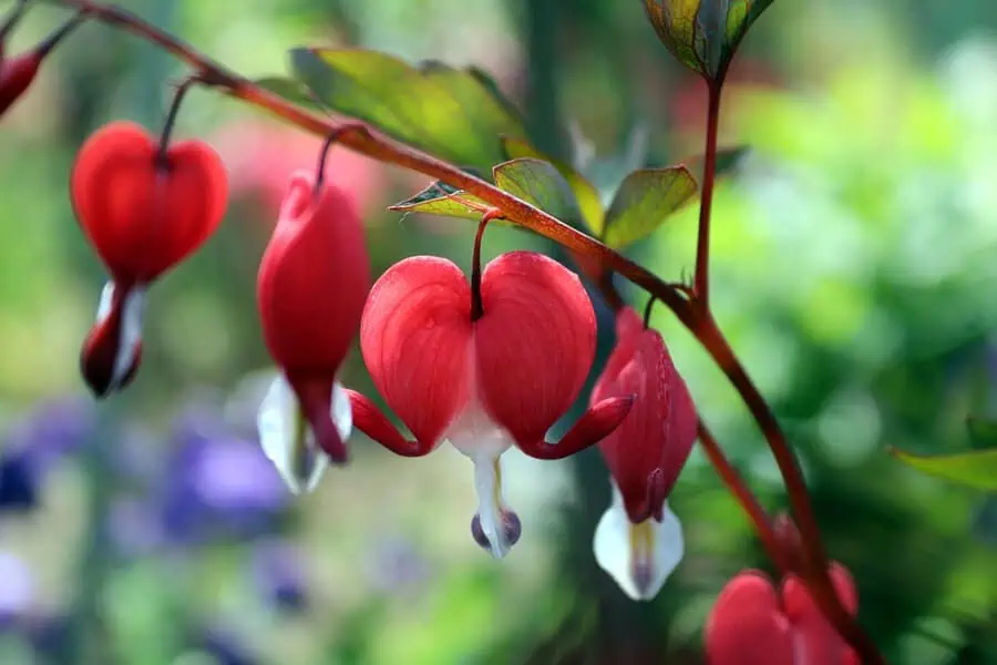 The bleeding heart flower features vibrant red, heart-shaped blossoms with delicate white tips, creating an enchanting look.