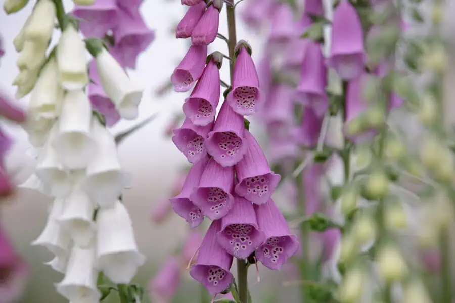 Foxgloves display tubular purple and white flowers in graceful clusters.