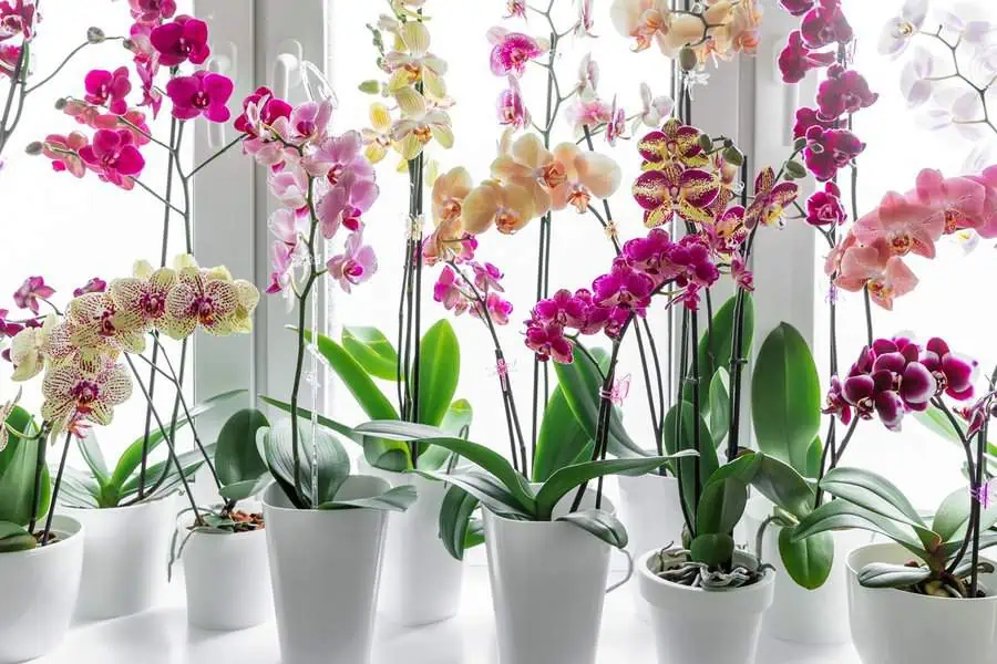 Orchids in various vibrant colors displayed in white pots, symbolizing elegance and exotic beauty.