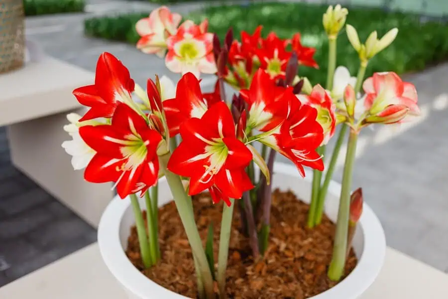 The amaryllis displays large, trumpet-shaped red and white blooms on tall, sturdy stems, adding vibrant elegance to any setting.