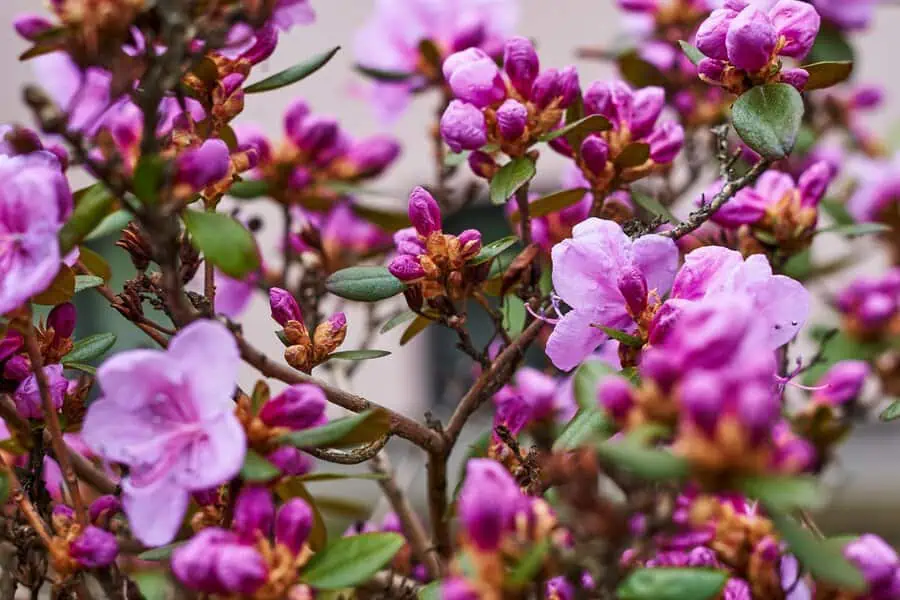 he rhododendrons feature clusters of vibrant purple-pink blossoms against lush green foliage, creating a striking and colorful display.