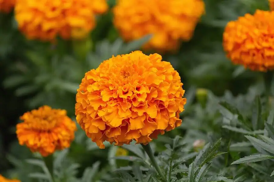 The marigold blooms display vibrant orange petals with a ruffled texture, adding a burst of color and charm to any garden.