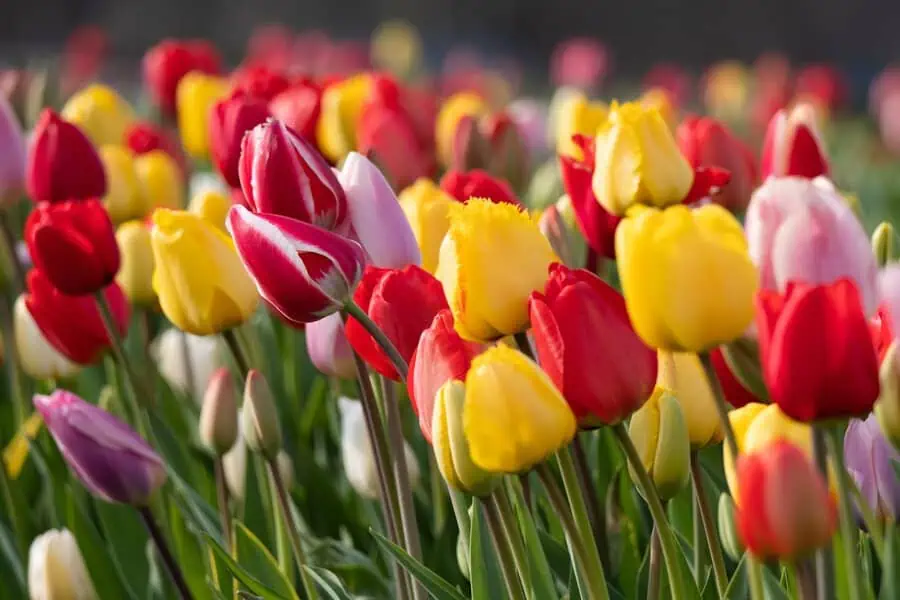 Field of colorful tulips in red, yellow, pink, and white, symbolizing spring and renewal.