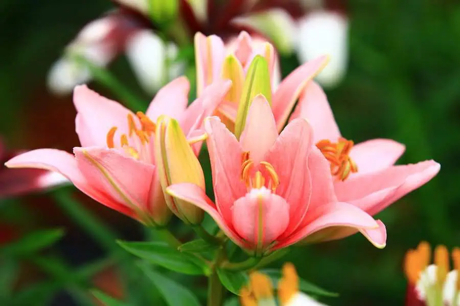 Close-up of pink lilies in full bloom, symbolizing love and admiration, with green foliage background.