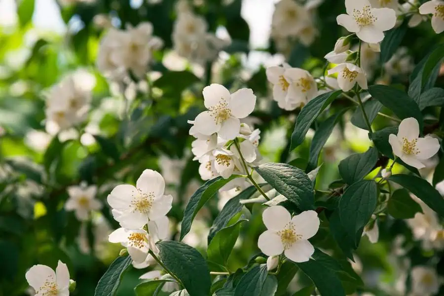 White jasmine flowers in full bloom, symbolizing purity and grace, surrounded by green leaves.