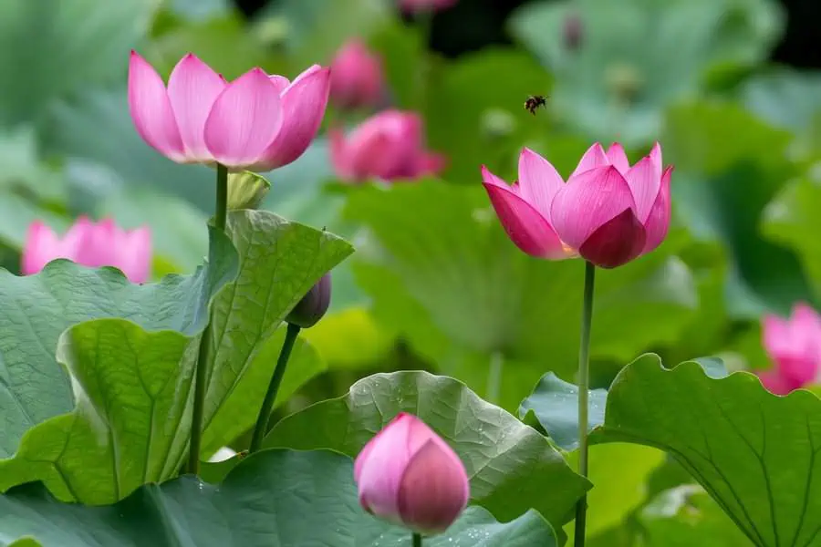 Pink lotus flowers in full bloom, symbolizing purity and enlightenment, with vibrant green leaves.