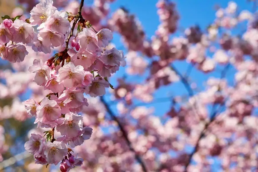 Cherry blossoms in soft pink hues, symbolizing renewal and beauty, against a bright blue sky.