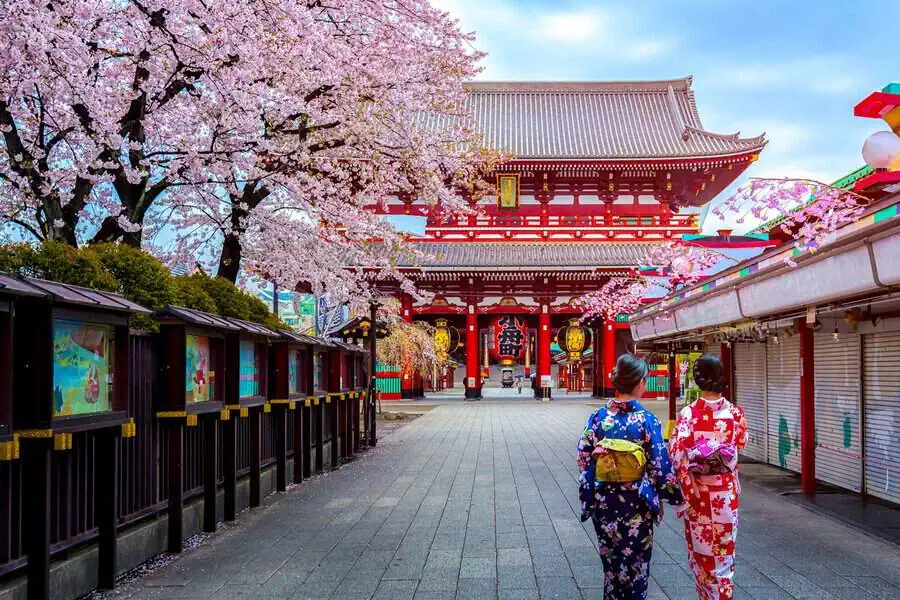 Cherry blossoms in full bloom with delicate pink petals, symbolizing beauty and renewal.