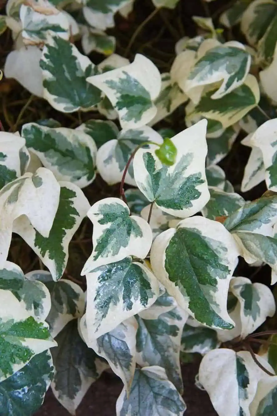 Variegated Algerian ivy leaves with green and white patterns.