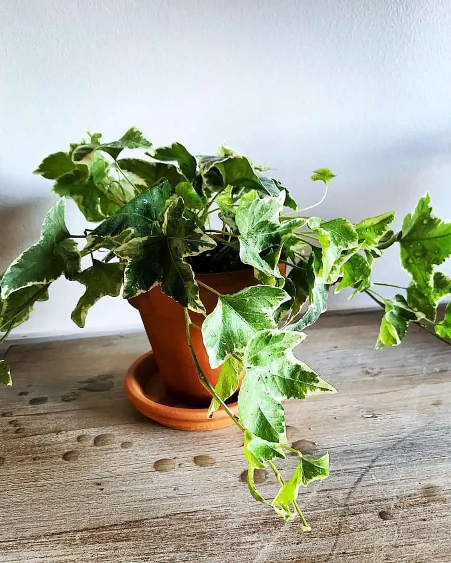 Bettina ivy with variegated green and white leaves in a terracotta pot on a wooden table.