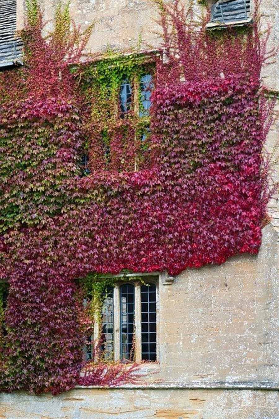 Historic building covered in red and green Boston ivy around windows.